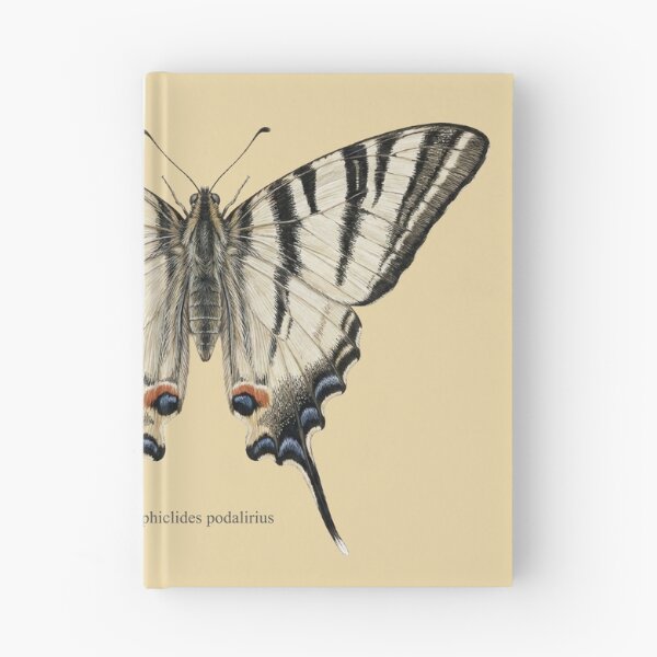 Item preview, Scarce Swallowtail: Entomological Specimen Classical Butterfly Art designed and sold by FreiherrPK.