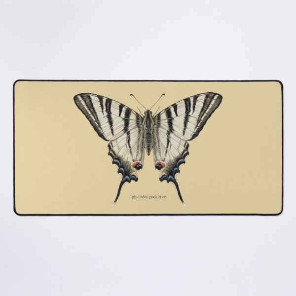 Item preview, Scarce Swallowtail: Entomological Specimen Classical Butterfly Art designed and sold by FreiherrPK.