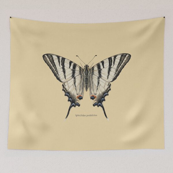 Item preview, Scarce Swallowtail: Entomological Specimen Classical Butterfly Art designed and sold by FreiherrPK.