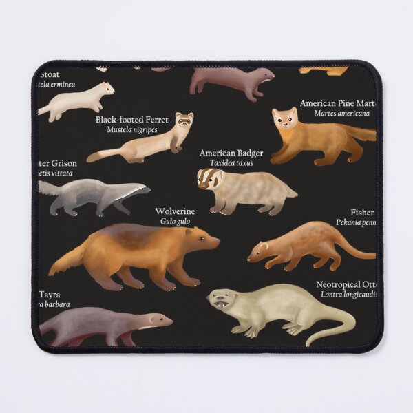 Item preview, Mustelids Of North America designed and sold by CoryMoore88.