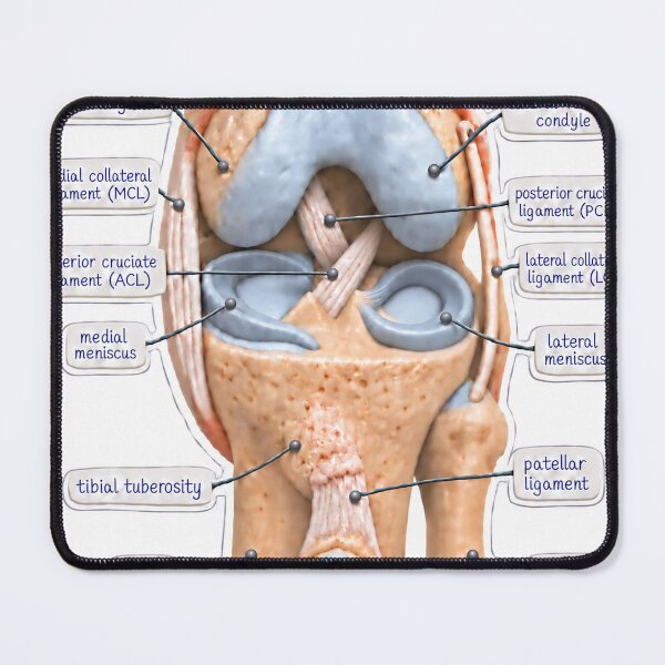 Item preview, Anatomy Knee Joint Claymation Physical Therapy Sticker designed and sold by isokinetic.