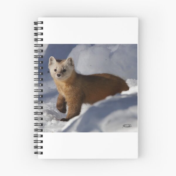 Item preview, Pine Marten designed and sold by TCW Studios.