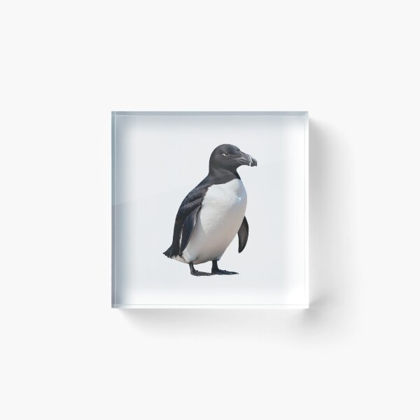 Item preview, Great Auk – Extinct Flightless Seabird Portrait designed and sold by Helt-enkelt.