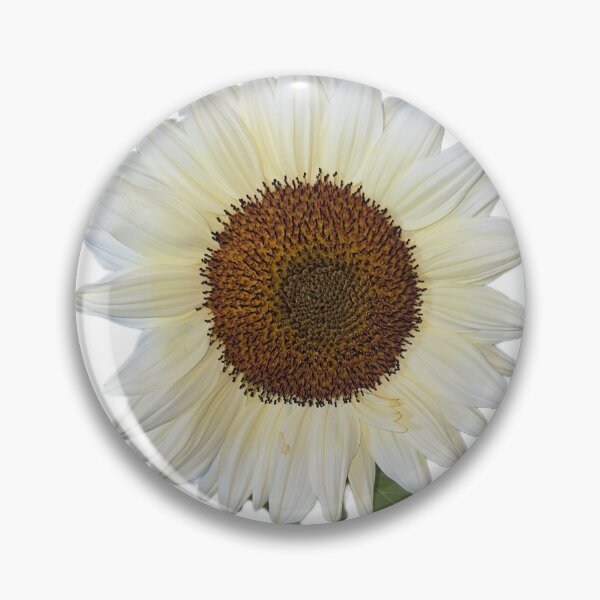 Item preview, White Sunflower designed and sold by Shoreline Photography .