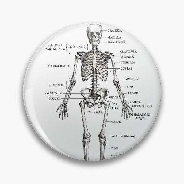 Item preview, Skeleton Humanum Vintage Anatomical Chart designed and sold by DarkOriginArts.