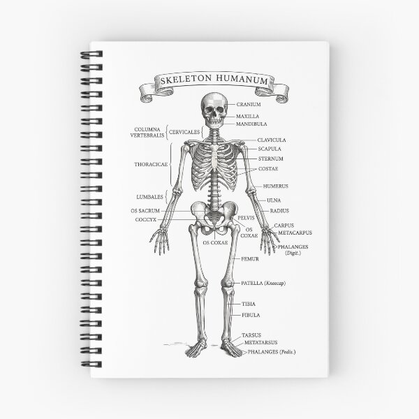 Item preview, Skeleton Humanum Vintage Anatomical Chart designed and sold by DarkOriginArts.