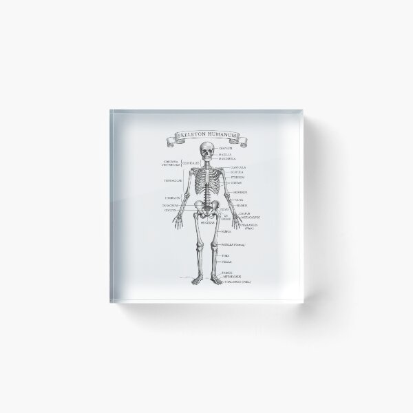 Item preview, Skeleton Humanum Vintage Anatomical Chart designed and sold by DarkOriginArts.