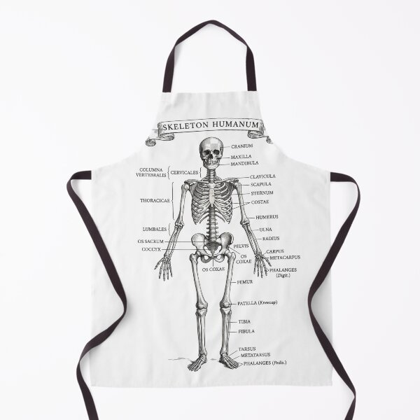 Item preview, Skeleton Humanum Vintage Anatomical Chart designed and sold by DarkOriginArts.