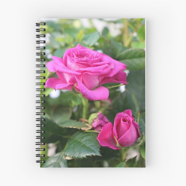 Item preview, Vibrant Pink Rose Blooming Floral Photo designed and sold by pinkal.