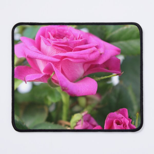 Item preview, Vibrant Pink Rose Blooming Floral Photo designed and sold by pinkal.