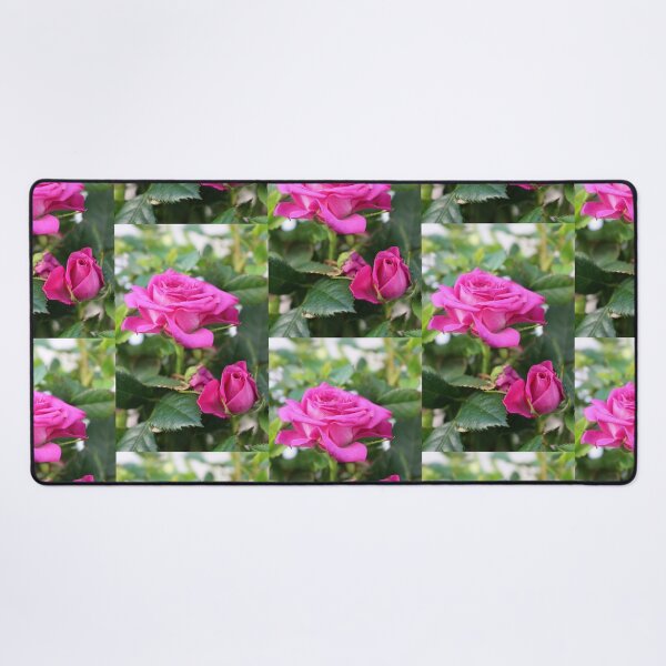 Item preview, Vibrant Pink Rose Blooming Floral Photo designed and sold by pinkal.