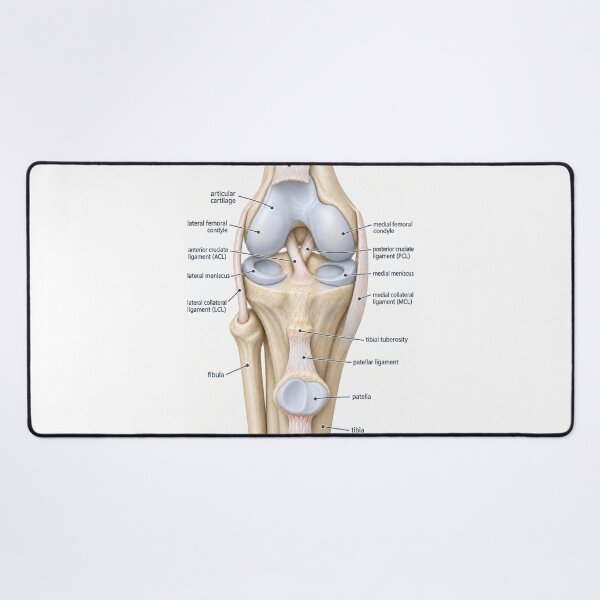Item preview, Anatomy Knee Joint 3D Physical Therapy Sticker designed and sold by isokinetic.