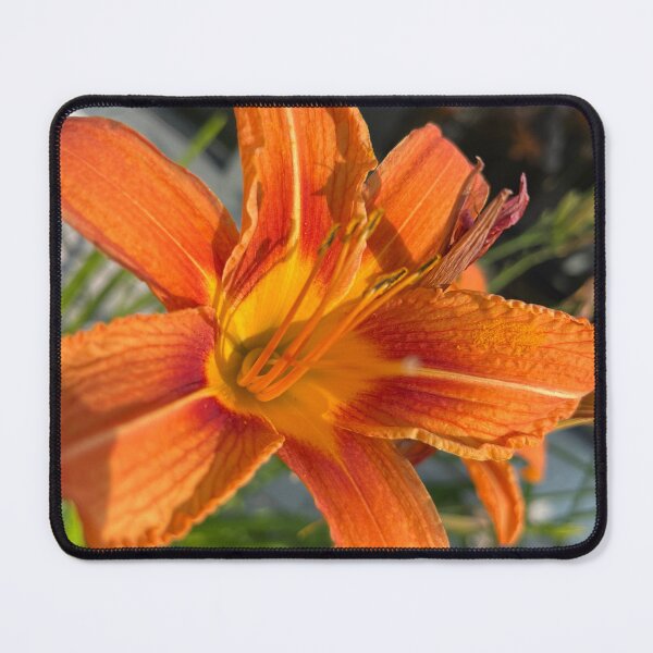 Item preview, Summer's Golden Flare designed and sold by TaisiasCaptures.