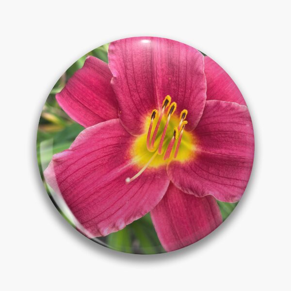 Item preview, Pardon Me Daylily Bloom designed and sold by TaisiasCaptures.