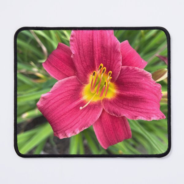Item preview, Pardon Me Daylily Bloom designed and sold by TaisiasCaptures.