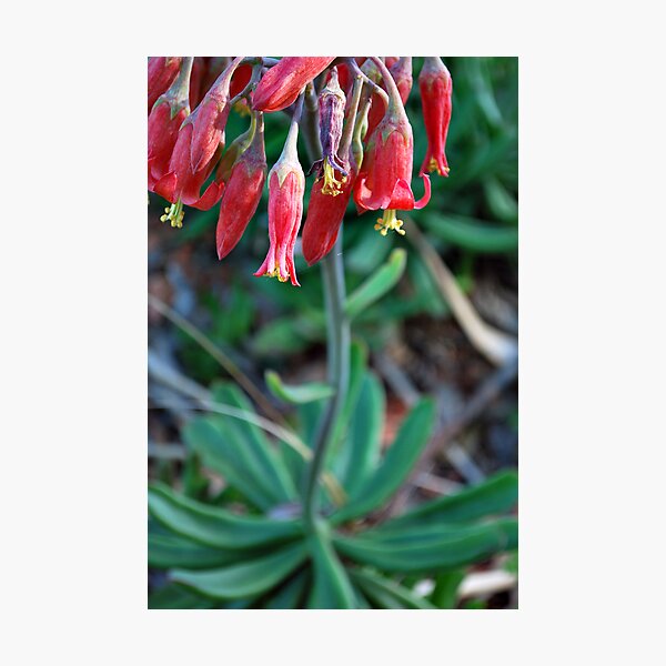 Item preview, Red Bells (Flower) designed and sold by CourtneyE.