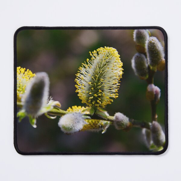 Item preview, Golden Willow Catkins designed and sold by ShotsbyDesiree.