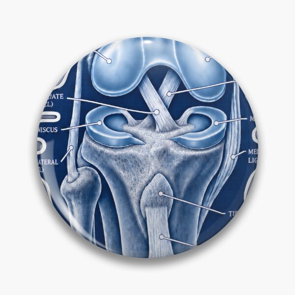 Item preview, Anatomy Knee Joint Blueprint Physical Therapy Sticker designed and sold by isokinetic.