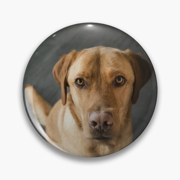 Item preview, Portrait of Attractive Labrador Retriever Dog designed and sold by DigiArtAnimal.
