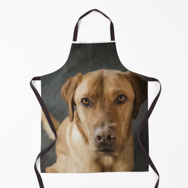 Item preview, Portrait of Attractive Labrador Retriever Dog designed and sold by DigiArtAnimal.