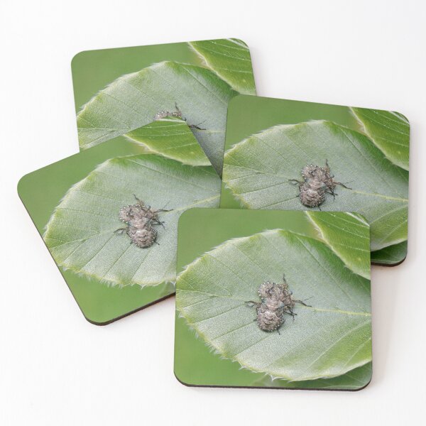 Item preview, Mating beetles designed and sold by Thistle Images.