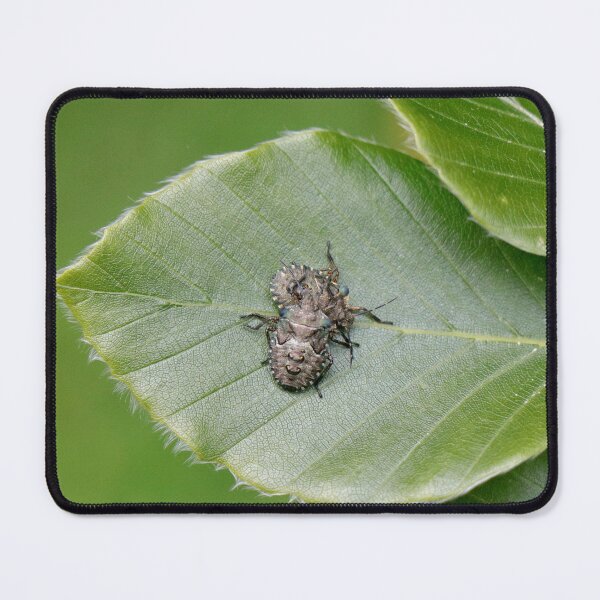 Item preview, Mating beetles designed and sold by Thistle Images.