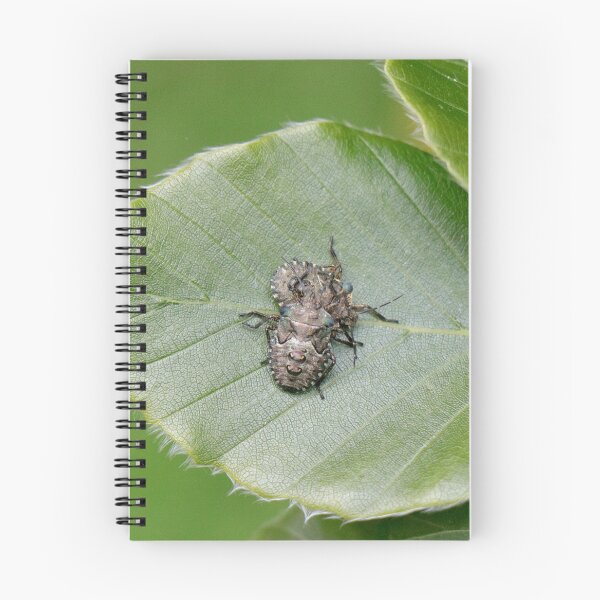 Item preview, Mating beetles designed and sold by Thistle Images.