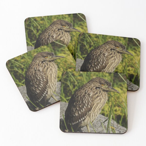 Item preview, Female Black-crowned Night Heron designed and sold by Sometimes-store.