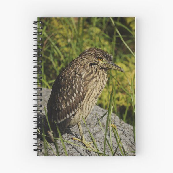 Item preview, Female Black-crowned Night Heron designed and sold by Sometimes-store.