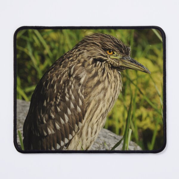 Item preview, Female Black-crowned Night Heron designed and sold by Sometimes-store.