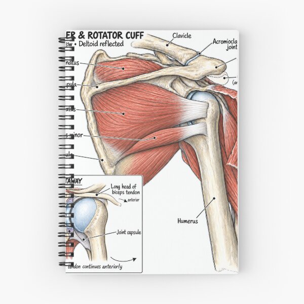 Item preview, Anatomy Shoulder Rotator Cuff Physical Therapy Sticker designed and sold by isokinetic.
