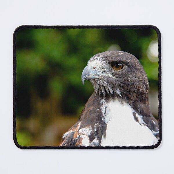 Item preview, Majestic Harris Hawk Portrait with Sharp Focus and Natural Bokeh Background designed and sold by ThaCriações.