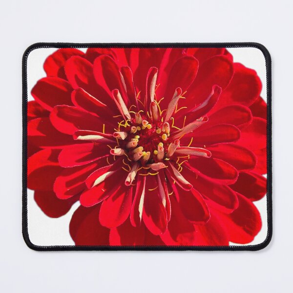 Item preview, Red Zinnia designed and sold by Shoreline Photography .