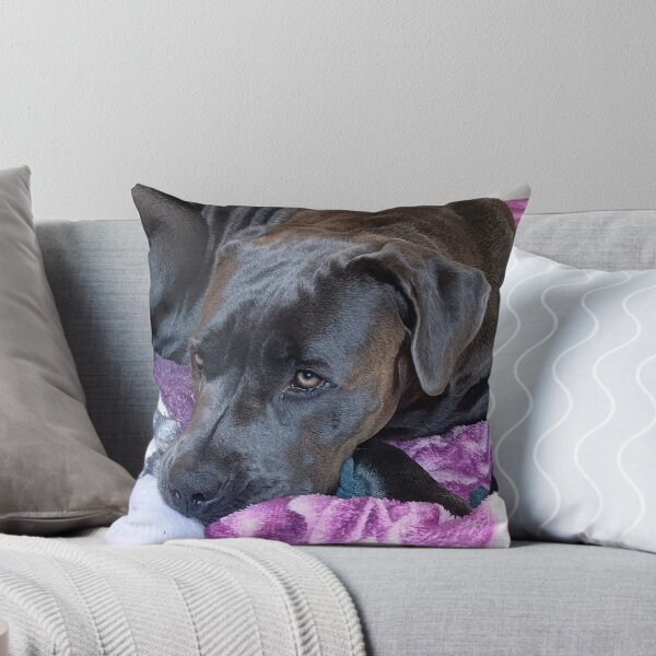 Item preview, Cozy Cane Corso Portrait – Soulful Dog Resting designed and sold by PicturePic.