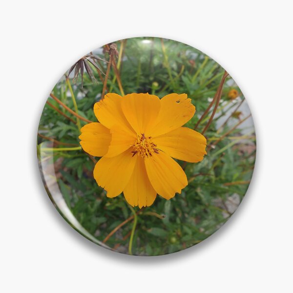 Item preview, Sidewalk Sulfur Cosmos on 11th St. 2 designed and sold by concretebotany.