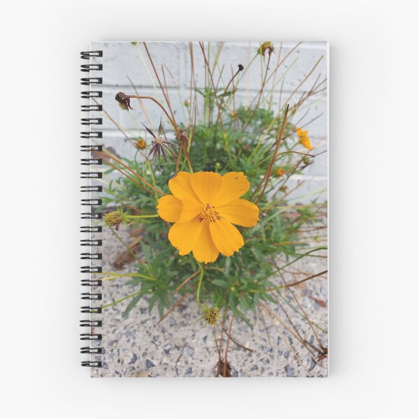 Item preview, Sidewalk Sulfur Cosmos on 11th St. 2 designed and sold by concretebotany.