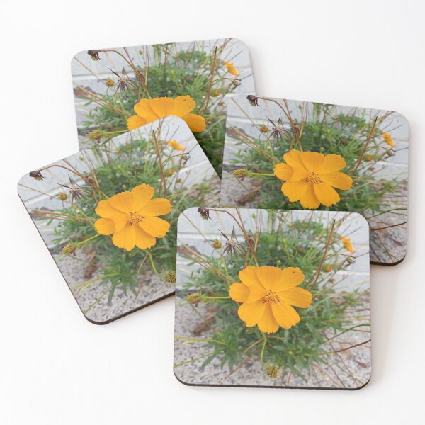 Item preview, Sidewalk Sulfur Cosmos on 11th St. 2 designed and sold by concretebotany.