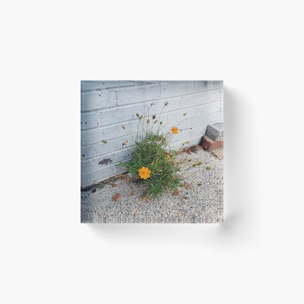 Item preview, Sidewalk Sulfur Cosmos on 11th St. designed and sold by concretebotany.
