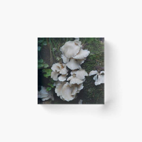 Item preview, Mushroom 1 designed and sold by KentuckyRed.