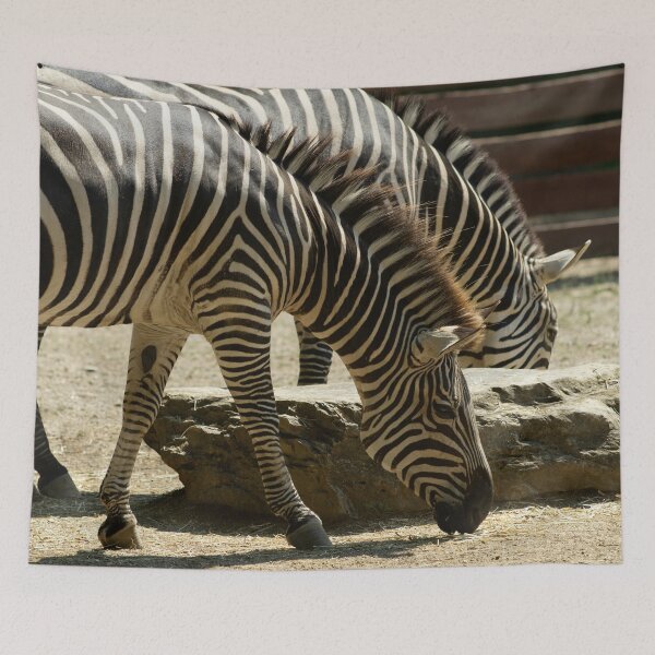 Item preview, Zebras designed and sold by JenDGraphicDesign.