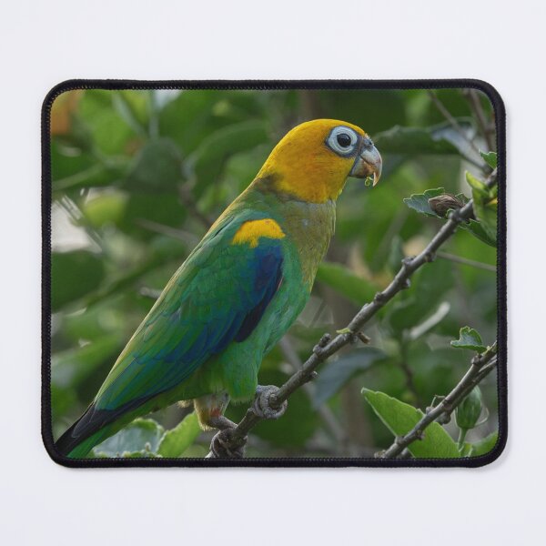 Item preview, Taco Alcatel Mobile eTuesday Needs Me. designed and sold by Markjueazley.