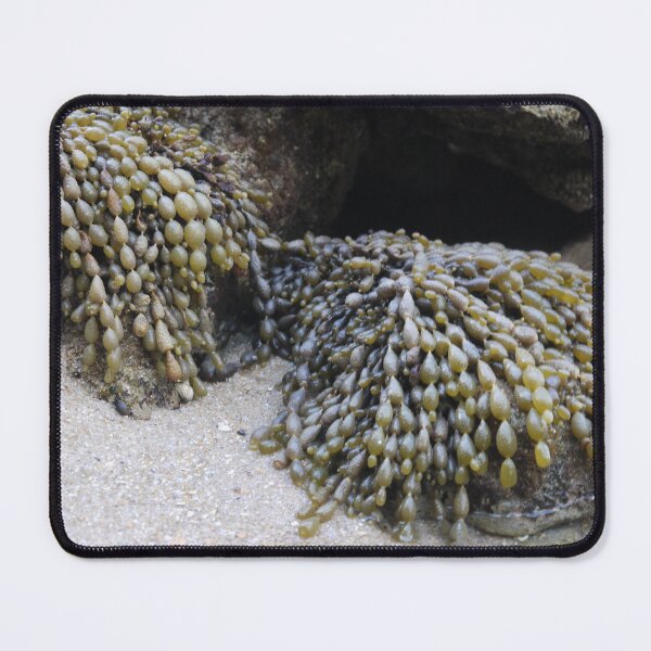 Item preview, Fucus, a major source of food. designed and sold by Larry Davis.