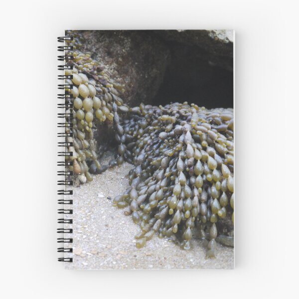 Item preview, Fucus, a major source of food. designed and sold by Larry Davis.