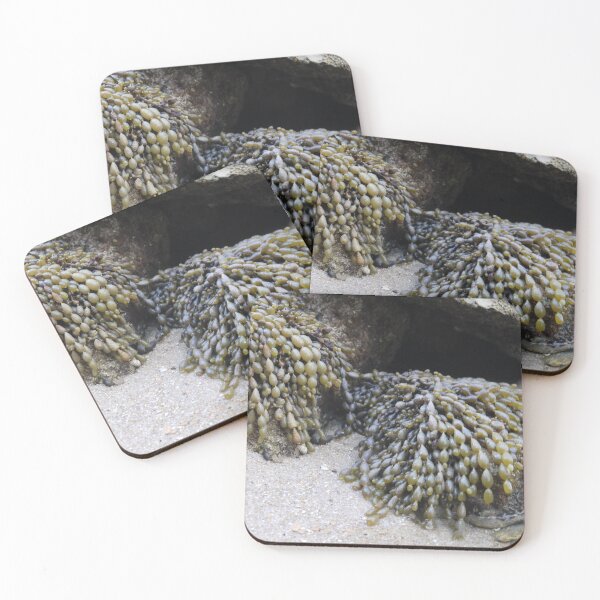 Item preview, Fucus, a major source of food. designed and sold by Larry Davis.