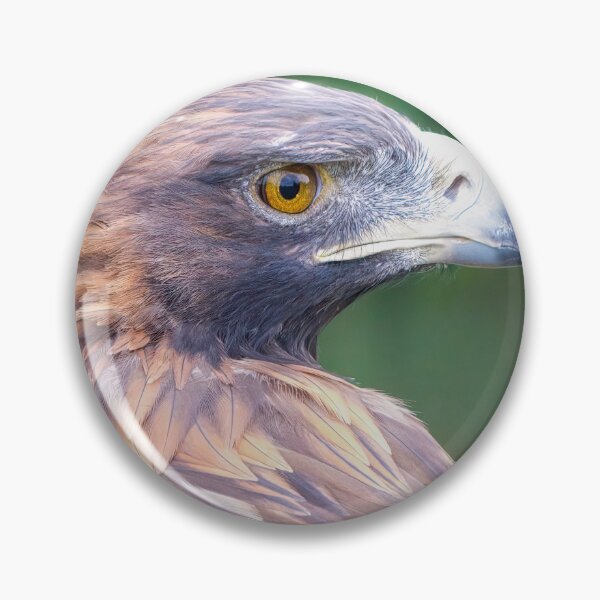 Item preview, Golden eagle portrait close designed and sold by alan tunnicliffe.