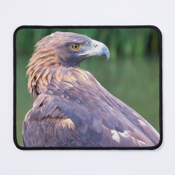 Item preview, Golden eagle portrait close designed and sold by alan tunnicliffe.