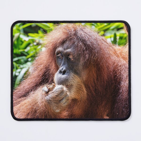 Item preview, Orang Utan 01 designed and sold by photograham.