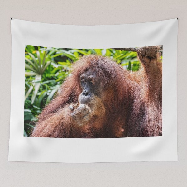 Item preview, Orang Utan 01 designed and sold by photograham.