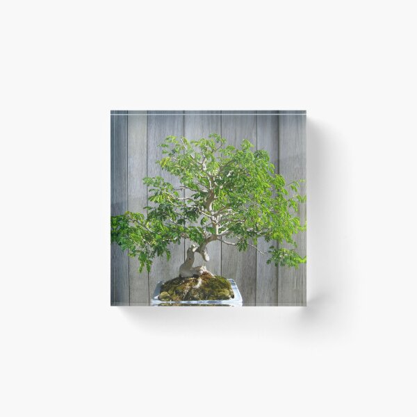 Item preview, Bonsai Brazilian Rain Tree with Gray Fence designed and sold by JoyousArt4u.