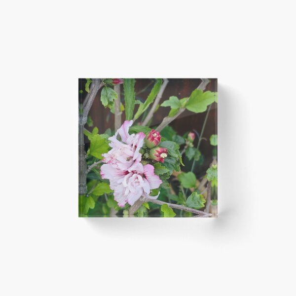 Item preview, Pink Chiffon Hibiscus Flower designed and sold by jalfc46.